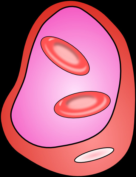 红细胞 红 血细胞 剪辑 艺术 其他载体