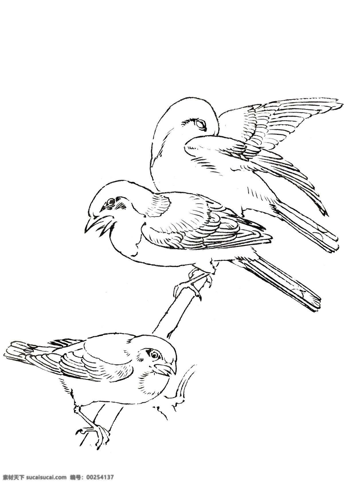 麻雀 飞鸟 线描 手绘 鸟 白描 飞禽 手稿 分层