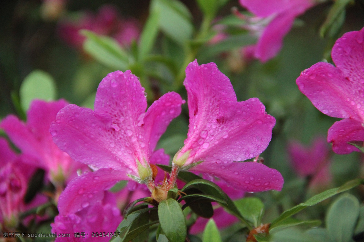 杜鹃花 花卉 生物世界 春色 花蕾 花蕊 花香 花朵 花草 花瓣 水珠 雨滴