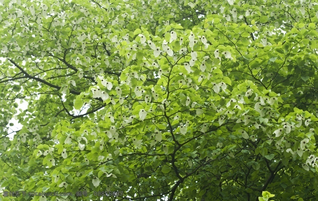 珙桐花 四川 沐川县 令牌山 珙桐树 鸽子花 自然景观 自然风景