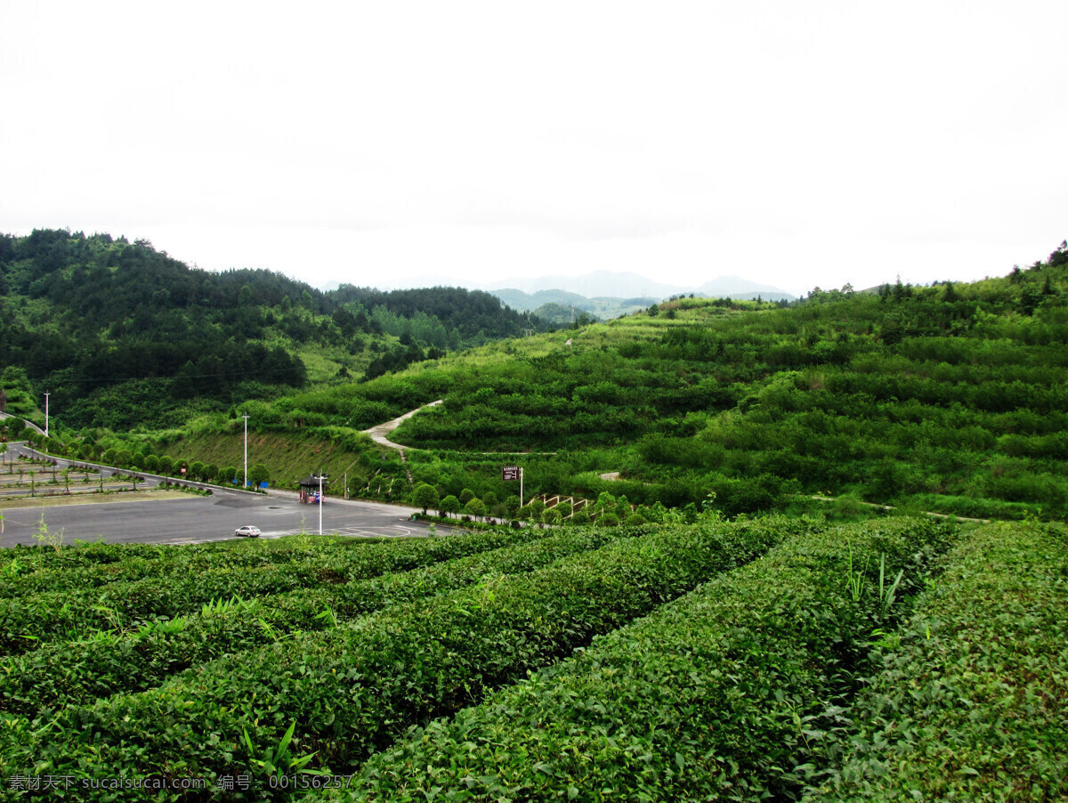 凤凰茶山 凤凰 茶山 苗族 土家族 湘西 旅游摄影 人文景观