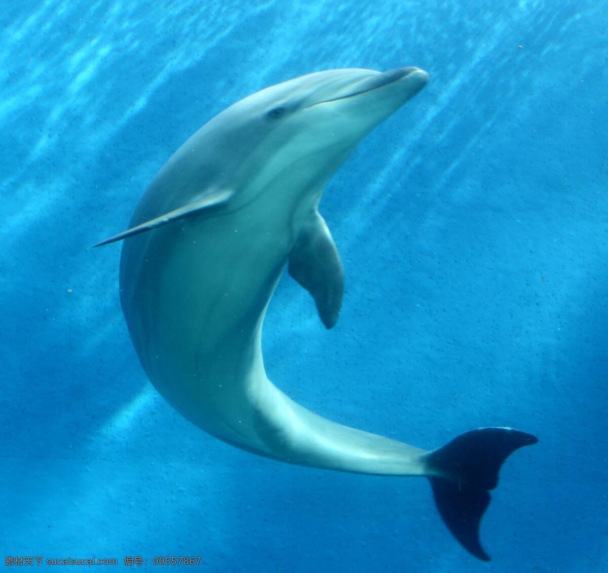 海豚 可爱 聪明 海洋生物 海豚摄影 海豚图片 海豚素材 海豚图集 生物世界 海豚飞跃 海豚跳跃 动物