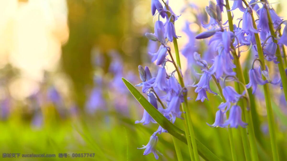 春天 风信子 自然 风铃草 花 精致的 花园 阳光 新鲜的 天然的蓝色 花瓣 漂亮的 园艺 在户外 草 草地 夏天 夏季 总结 傍晚 黄昏 早晨 黎明