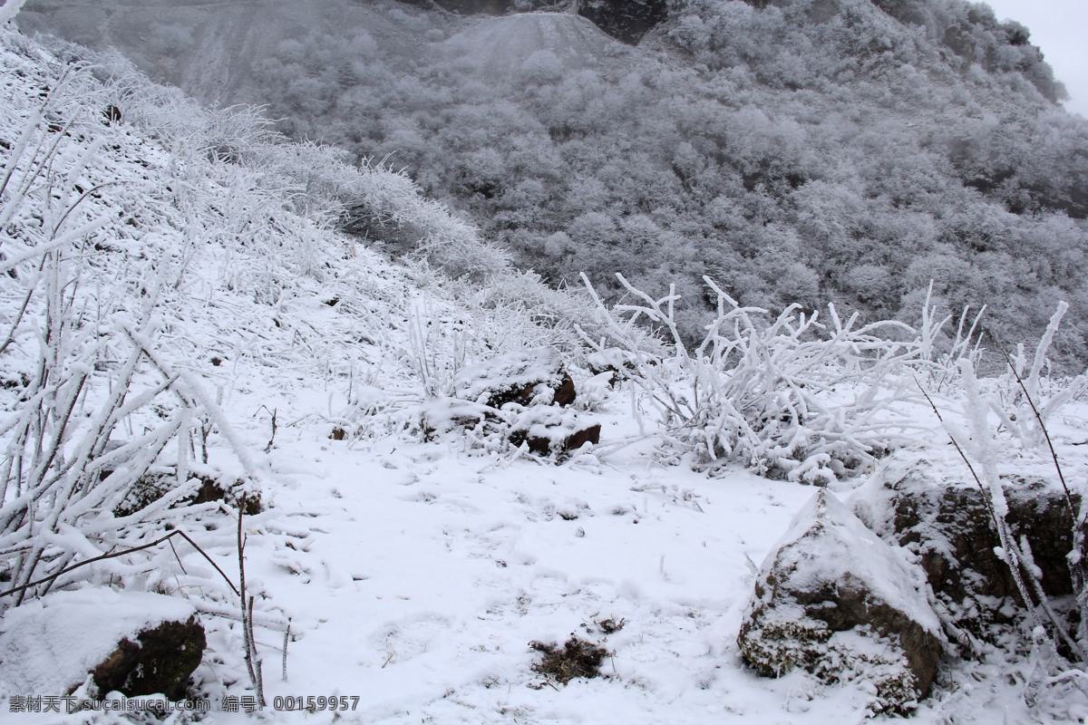 雪 下雪 雪地 雪景 源上雪 树上雪 冬天 雪山 山上雪 云海 云雾 雪松 雪树 野果 树枝 积雪 自然景观 自然风景