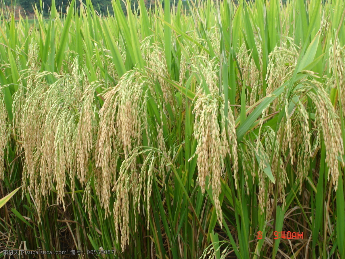成熟水稻 大田水稻 水稻图 高清水稻 水稻 自然景观 田园风光