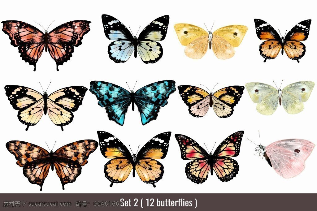 彩色 艺术 蝴蝶 插画 动物 昆虫 侧面