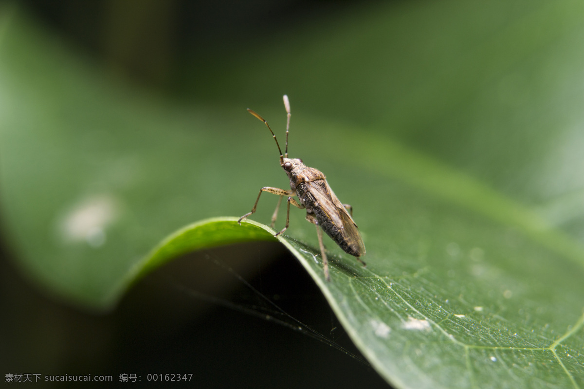 昆虫 微距 甲虫 南方 草丛 生物世界