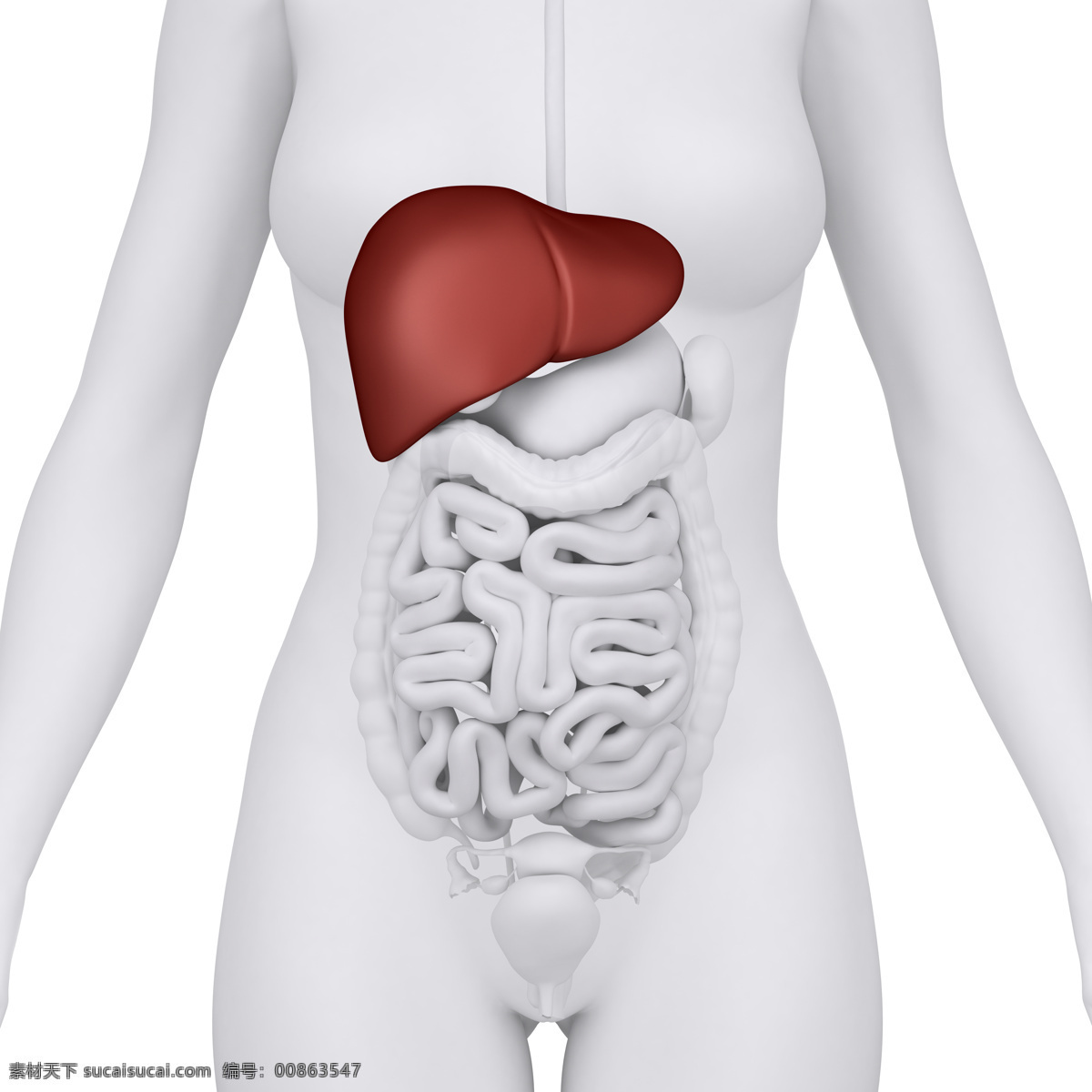 女性 肝 肠胃 器官 女性器官 肝器官 肠胃器官 人体器官 医疗科学 医学 人体器官图 人物图片