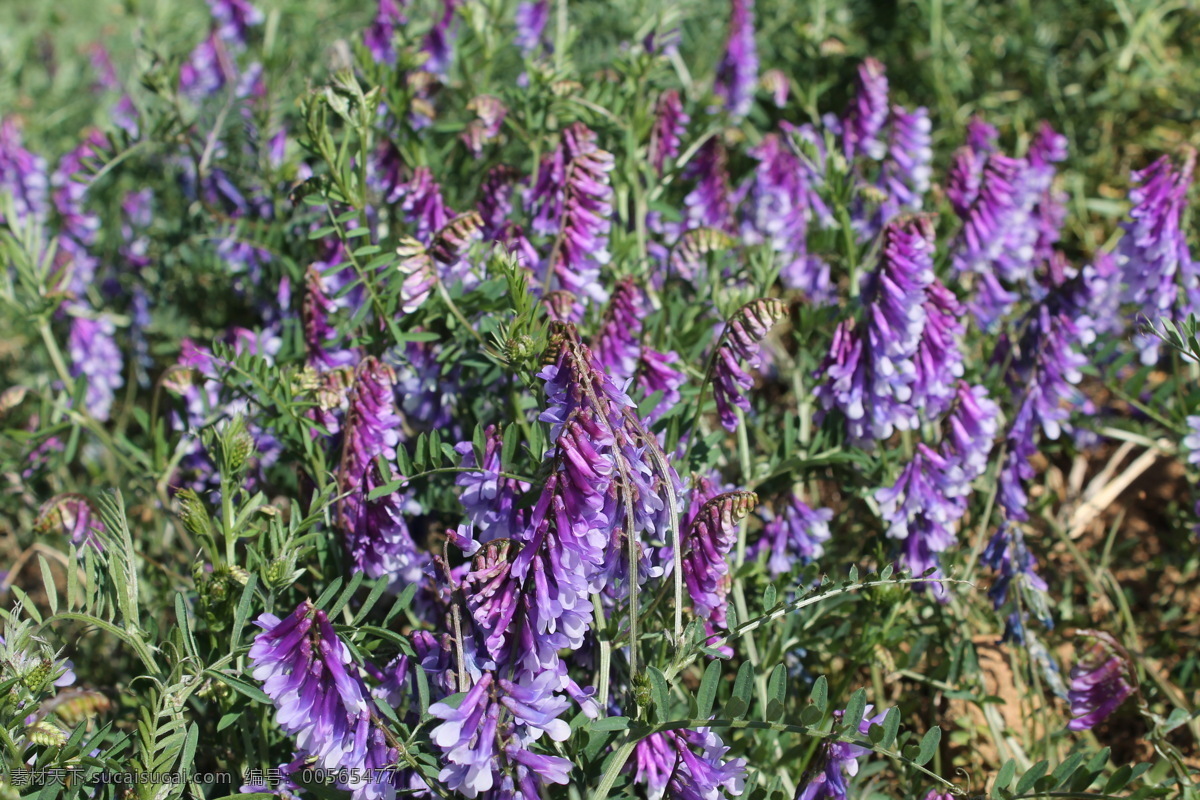 紫花苜蓿 紫 苜蓿 苜蓿素材下载 花 紫色 摄影素材 苜蓿草 绿色背景 摄影花 花草 生物世界