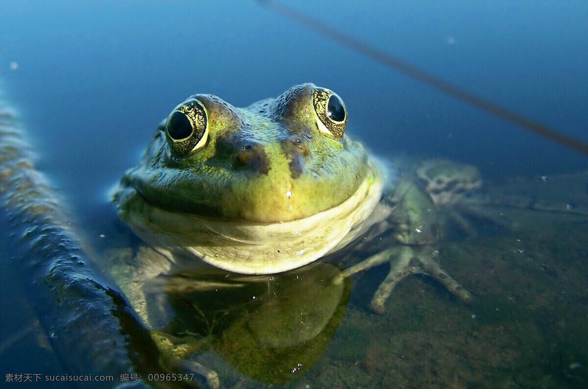 青蛙免费下载 生物特写 动物特写 水陆两栖 水中青蛙 生物世界
