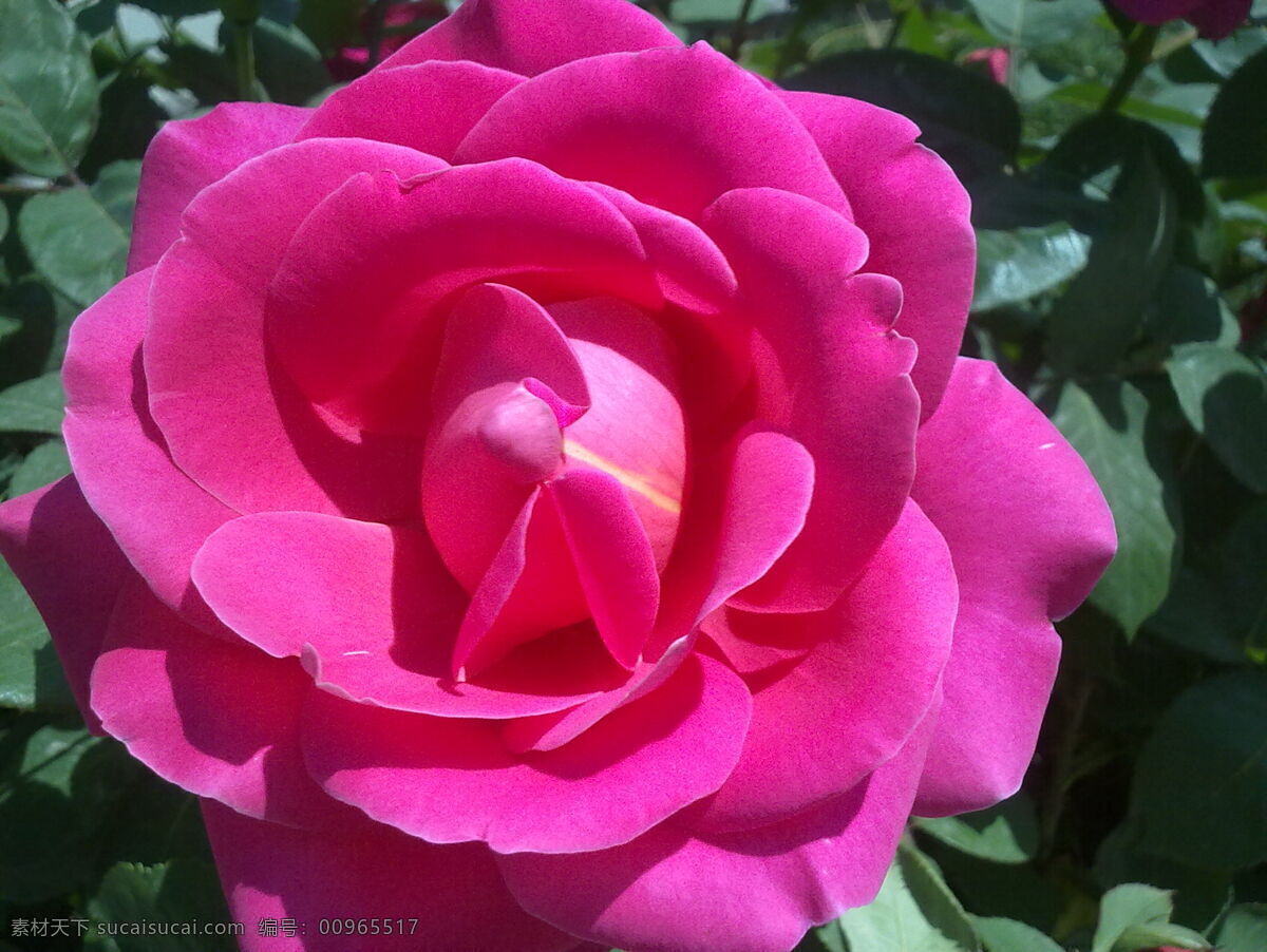 爱情 红玫瑰 花苞 花草 花朵 花蕾 玫瑰花 情人节 鲜花 含苞未放 植物 生物世界 节日素材 情人节七夕