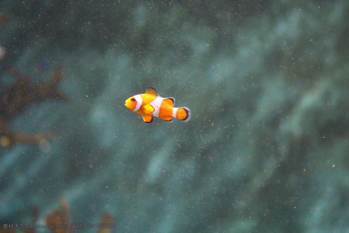 小丑 鱼 海 海景 珊瑚 生物世界 鱼类 小丑鱼 风景 生活 旅游餐饮