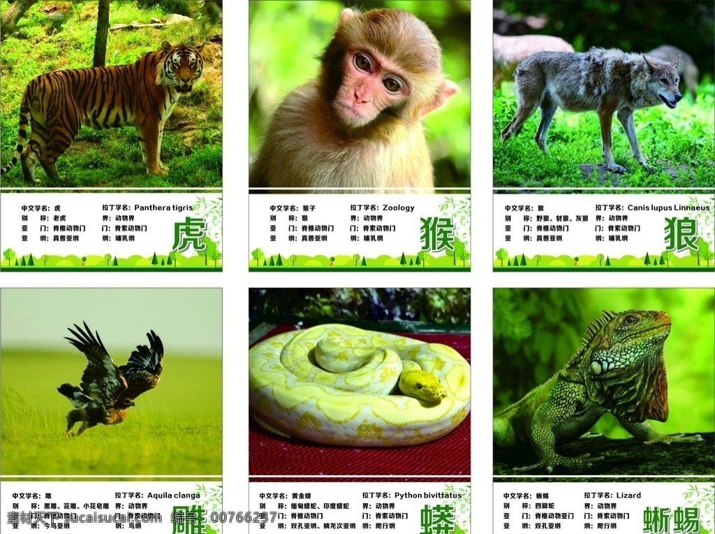动物展板 动物 动物园 展板 展架 海报 广告 猴子 老虎 狼 鹰 蛇 蜥蜴 简介 百科 介绍 矢量