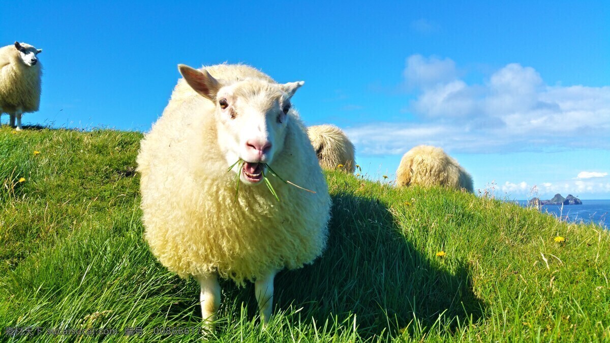 羊 绵羊 羊群 牧场 农场 牲畜 哺乳动物 家畜 畜牧 草场 草地 草原 天空 蓝天 白云 生物世界 家禽家畜
