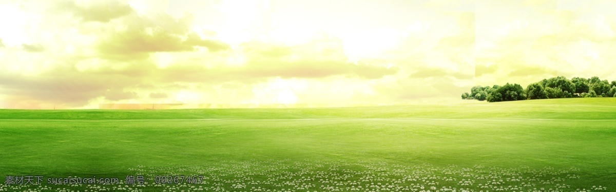 绿色 草地 背景 图 阳光 树 云