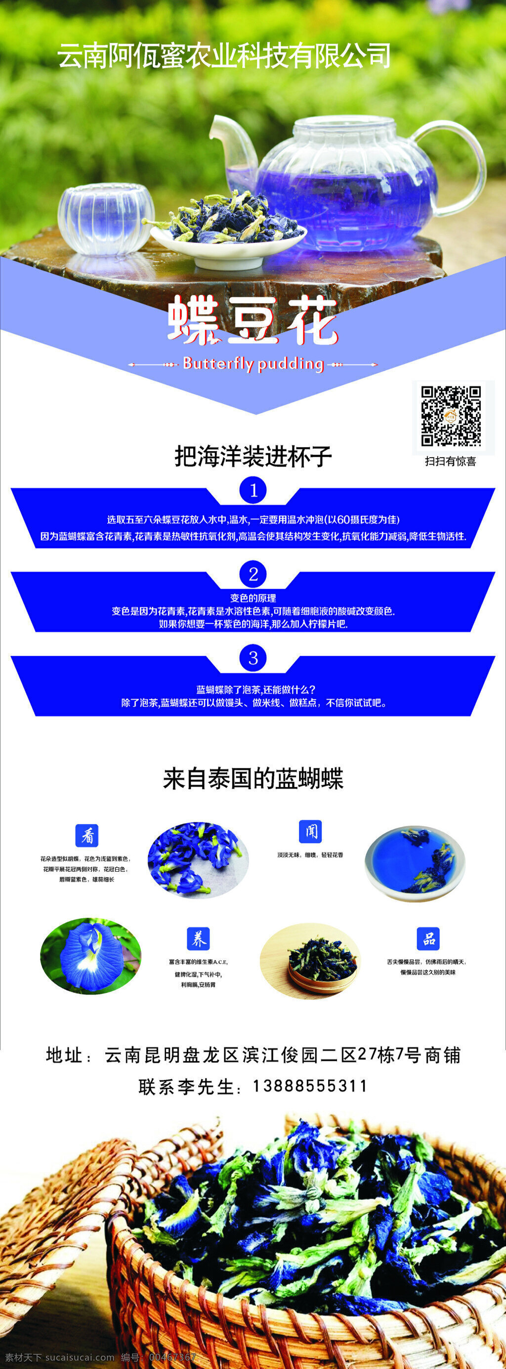 蝶豆花展架 蝶豆花 x展架 云南 来自泰国 阿佤蜜
