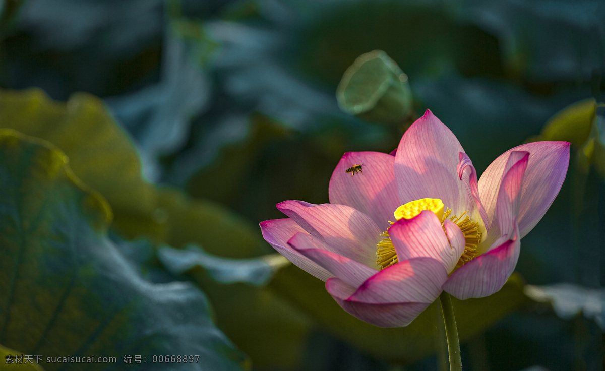 荷花 莲花 生态 花草 生物世界