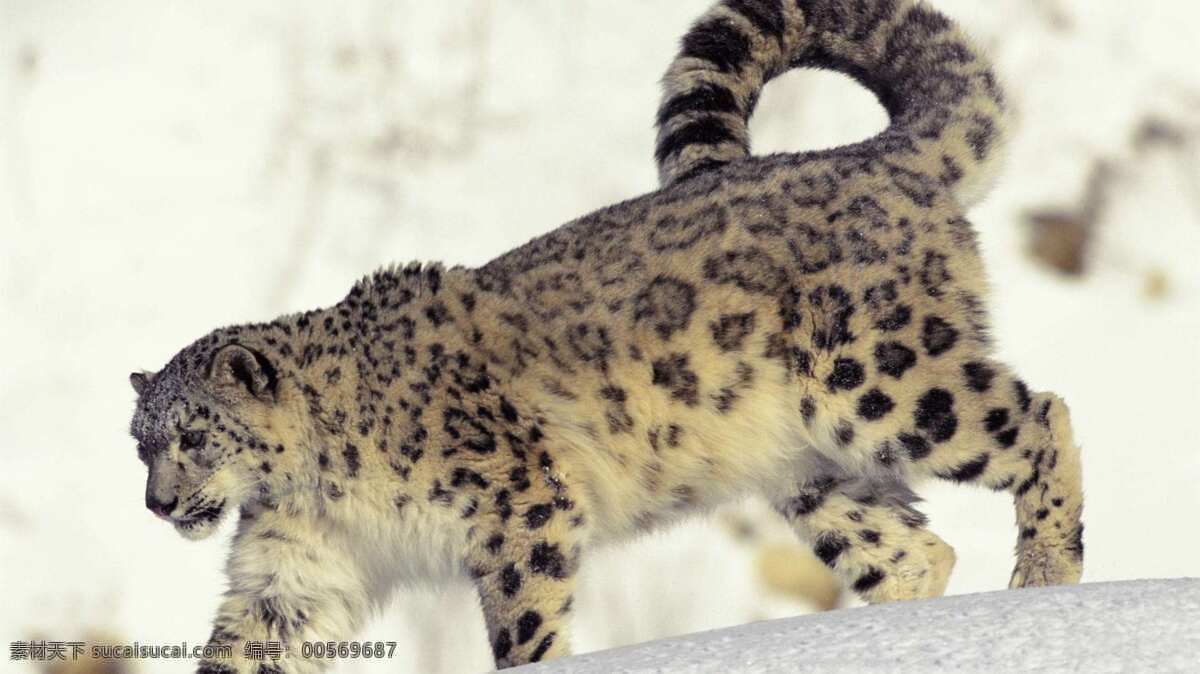 雪豹 花斑豹 非人工驯养 野生 濒危野生动物 猫科动物 动物世界 snow leopard 野生动物 生物世界