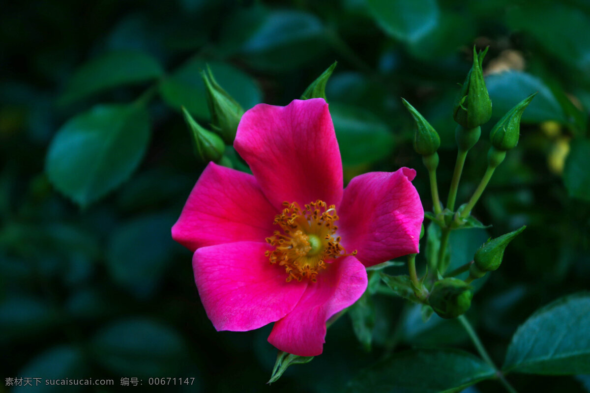 蔷薇花 园林 花园 花圃 花海 花展 植物 花卉 蔷薇 生物世界 花草