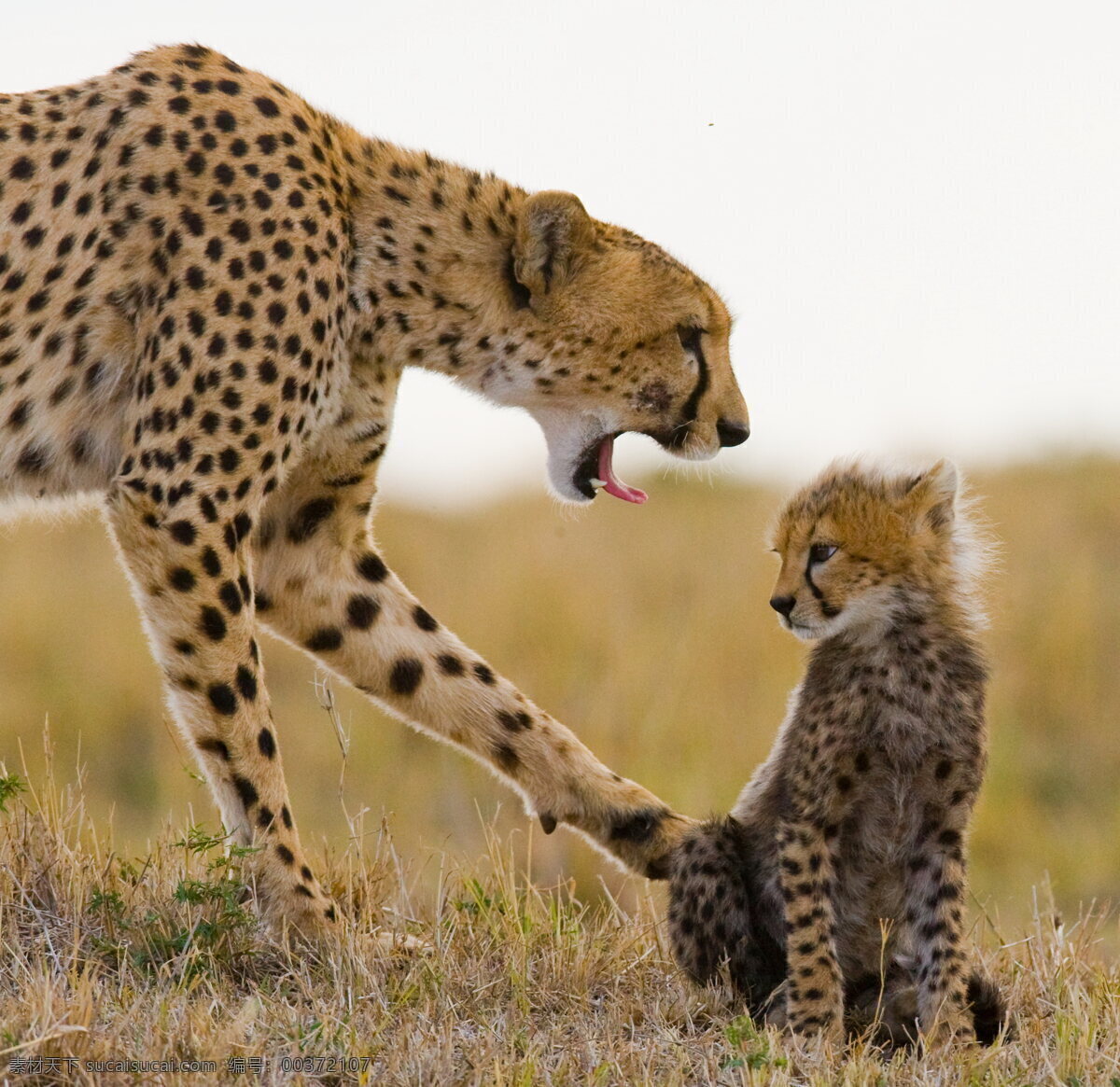 野生 猎豹 高清 非洲猎豹 野生动物 动物