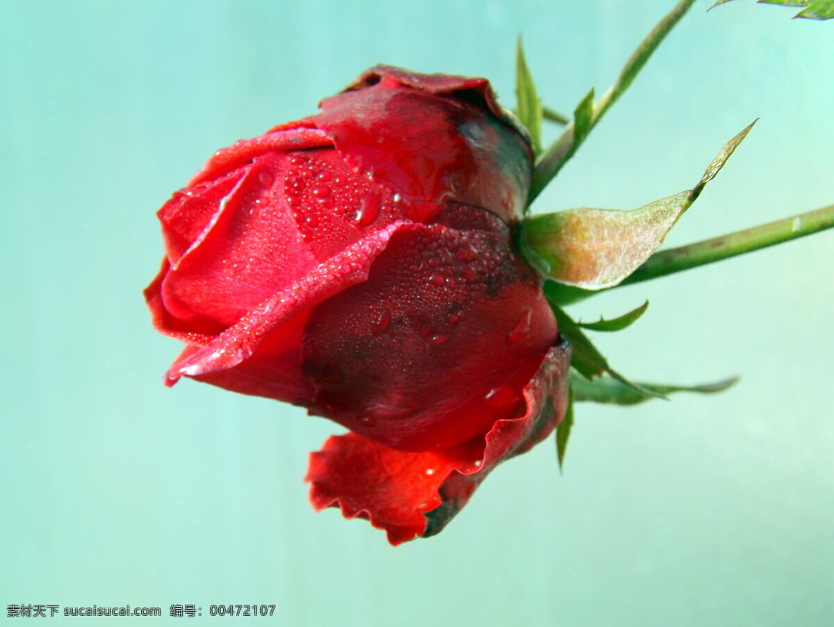 高清 红色 玫瑰 花苞 玫瑰花 红玫瑰 静物花朵