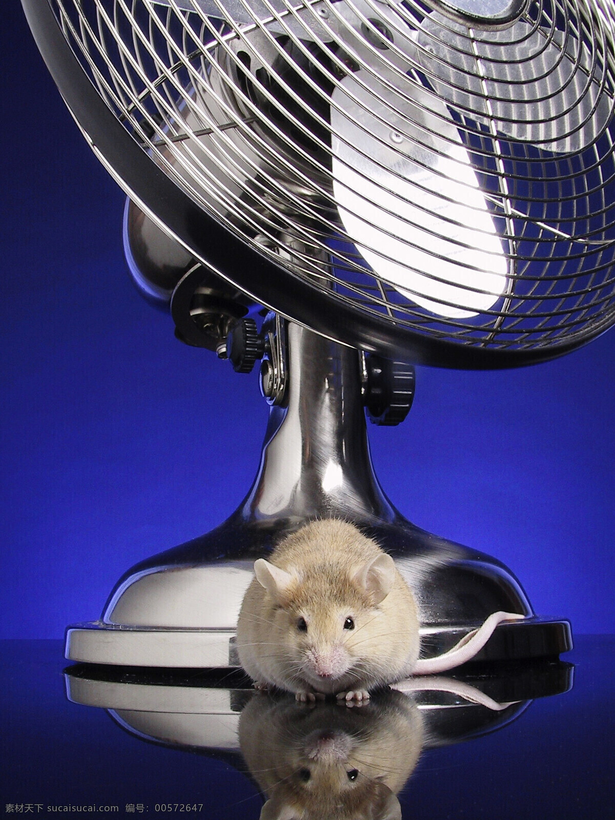 躲 风扇 下 面的 小 老鼠 动物 小老鼠 电器 倒影 可以 萌 蜷缩 机灵 陆地动物 生物世界