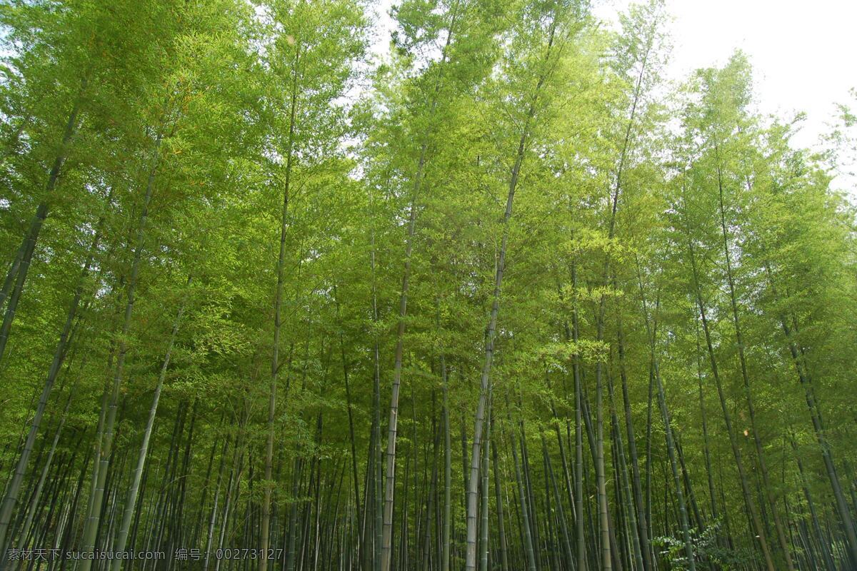 竹海 生物世界 树木树叶 竹子 永川 矢量图 日常生活