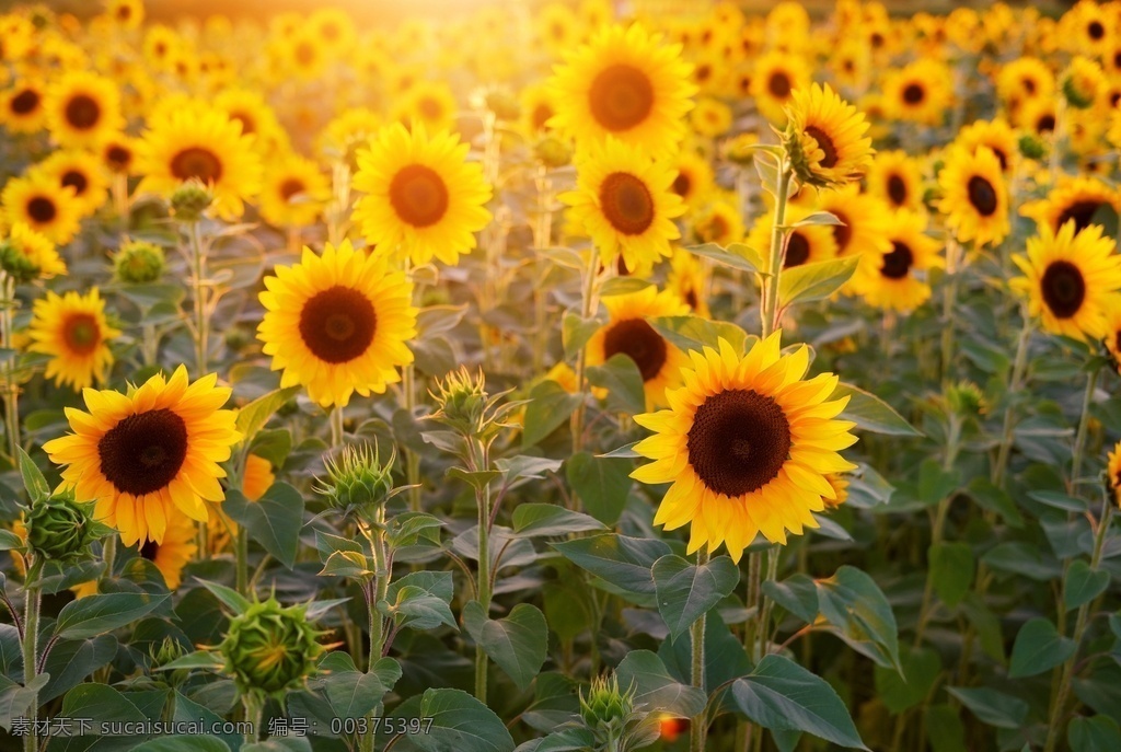 向阳花 葵花 葵花田 葵花海 向日葵素材 向日葵背景 壁纸