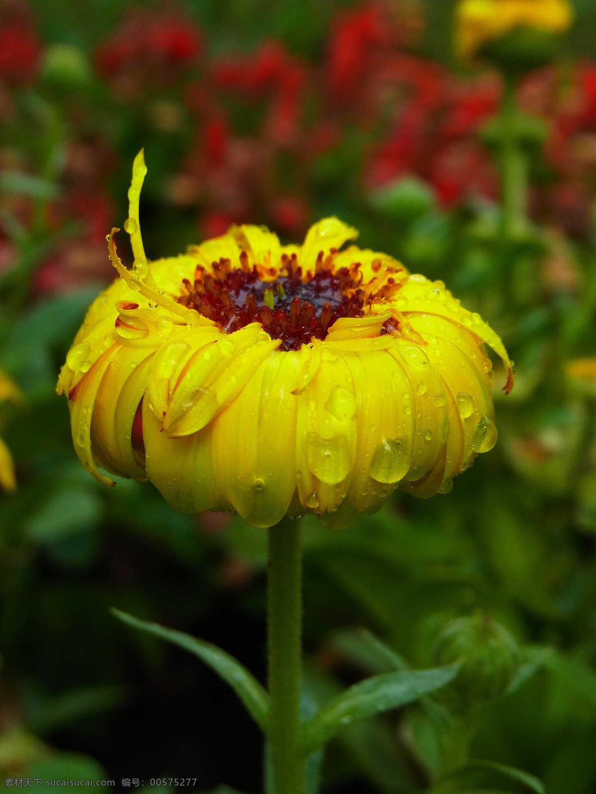 黄菊花 菊花一朵 红色花蕊 黄色 绿色 绿叶 阳光 微距 特写 花 黄花 植物 野花 花朵 菊 花草 生物世界