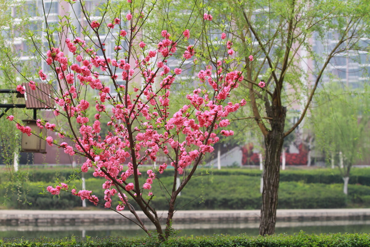 桃花 园林绿化 园林花卉 红色桃花 花带绿植 乔木花卉 河道绿化 柳树 河道栽植 花草 生物世界