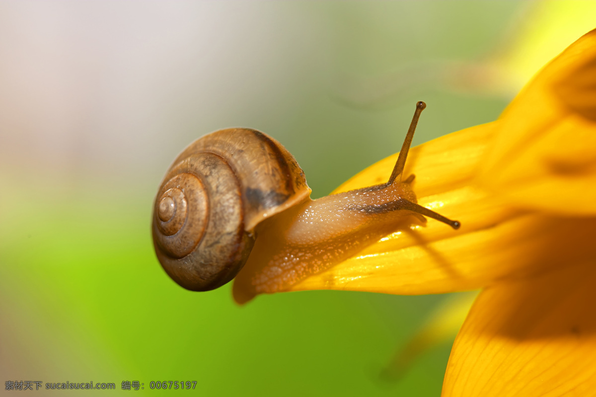 蜗牛免费下载 昆虫 绿色 生物世界 特写 蜗牛 景深