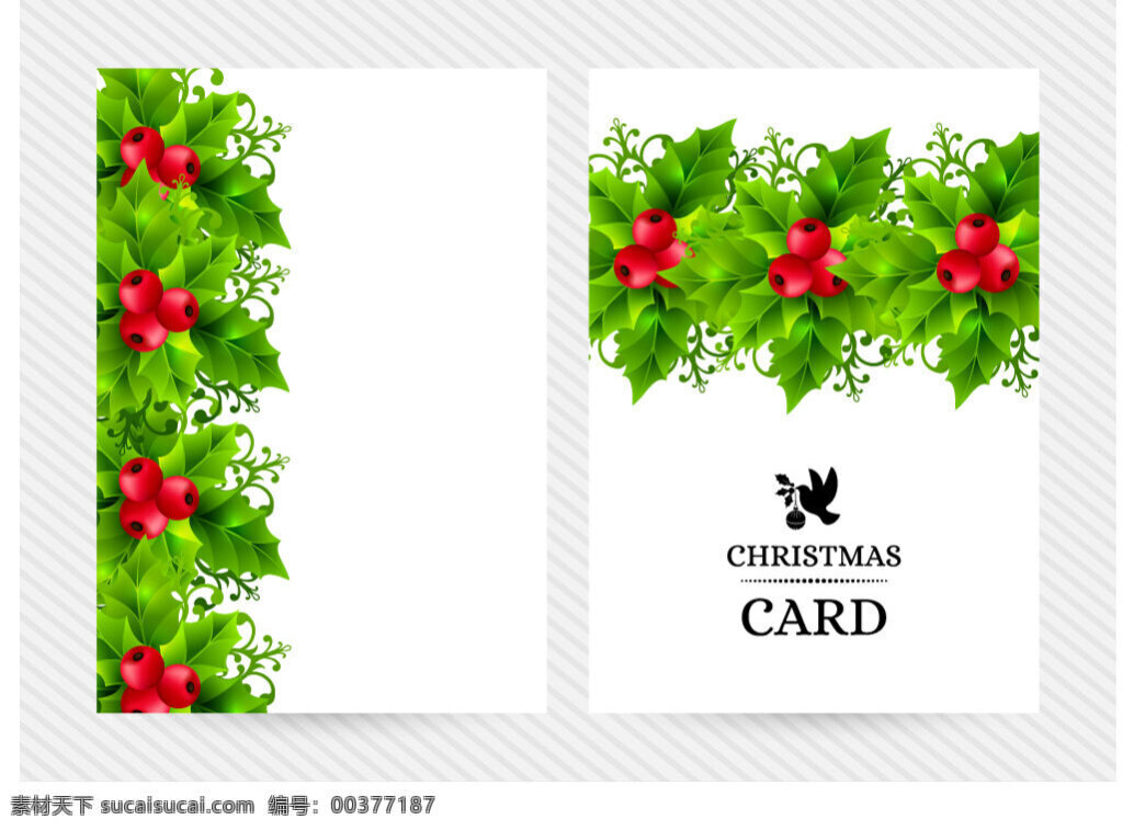 圣诞 冬青 卡片 矢量图 冬青卡片