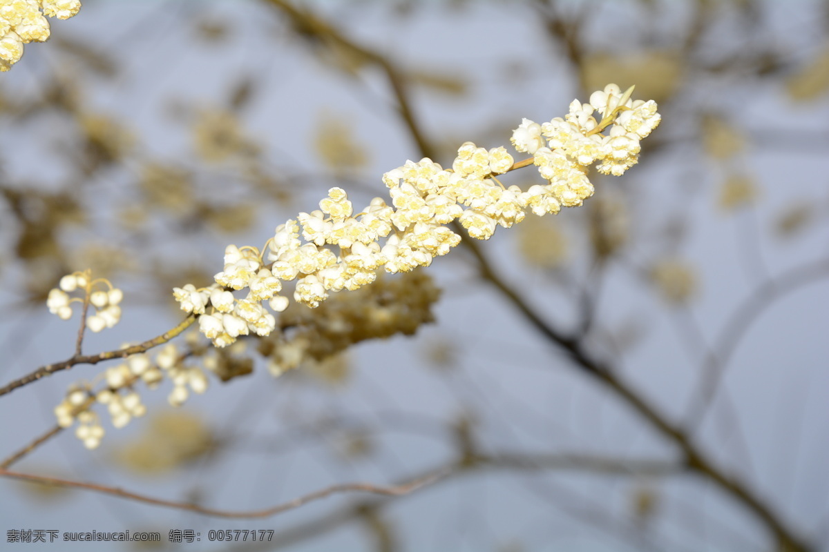 山胡椒花 山胡椒 淡黄 木姜花 早春 春花 自然 花草 生物世界