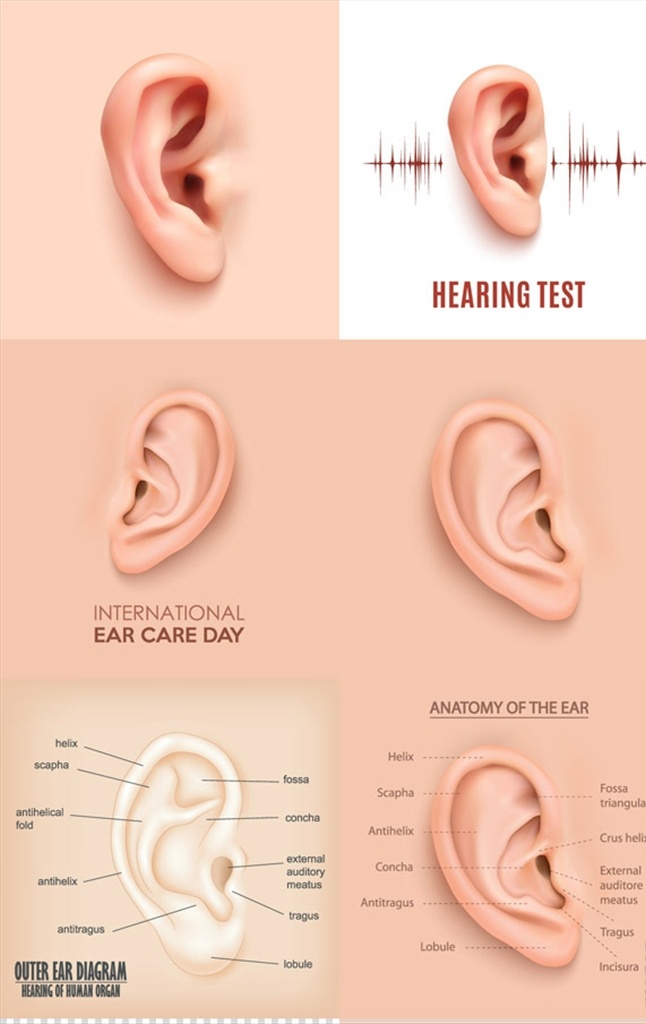 耳部 结构 矢量图 耳部结构 解剖图 矢量素材 耳朵结构 耳朵防护 五官配图 听力障碍 耳部构造 现代科技 医疗护理