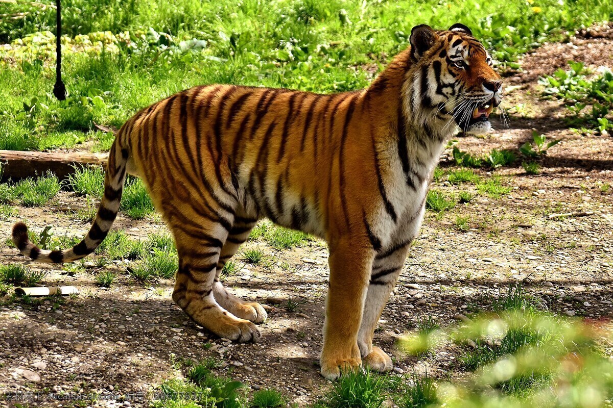 动物园小老虎 小老虎 凶猛 老虎 野生动物 野兽 野生 猛兽 猛虎 嘶吼 保护动物 食肉动物 动物园 草木 动物 生物世界 动物世界