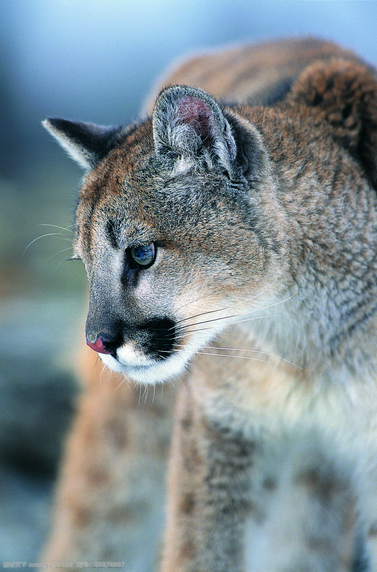 大 猫 野生动物 动物世界 哺乳动物 大猫 野猫 摄影图 猫咪图片 生物世界