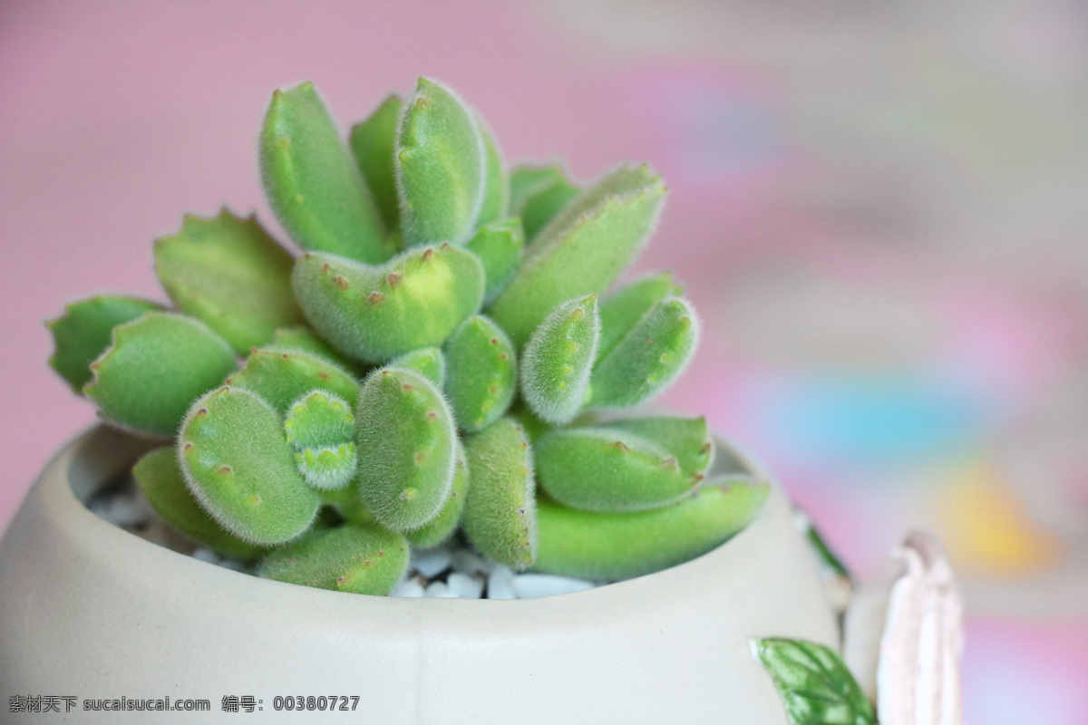 多肉 黄熊 毛绒多肉 植物 可爱 生物世界 花草