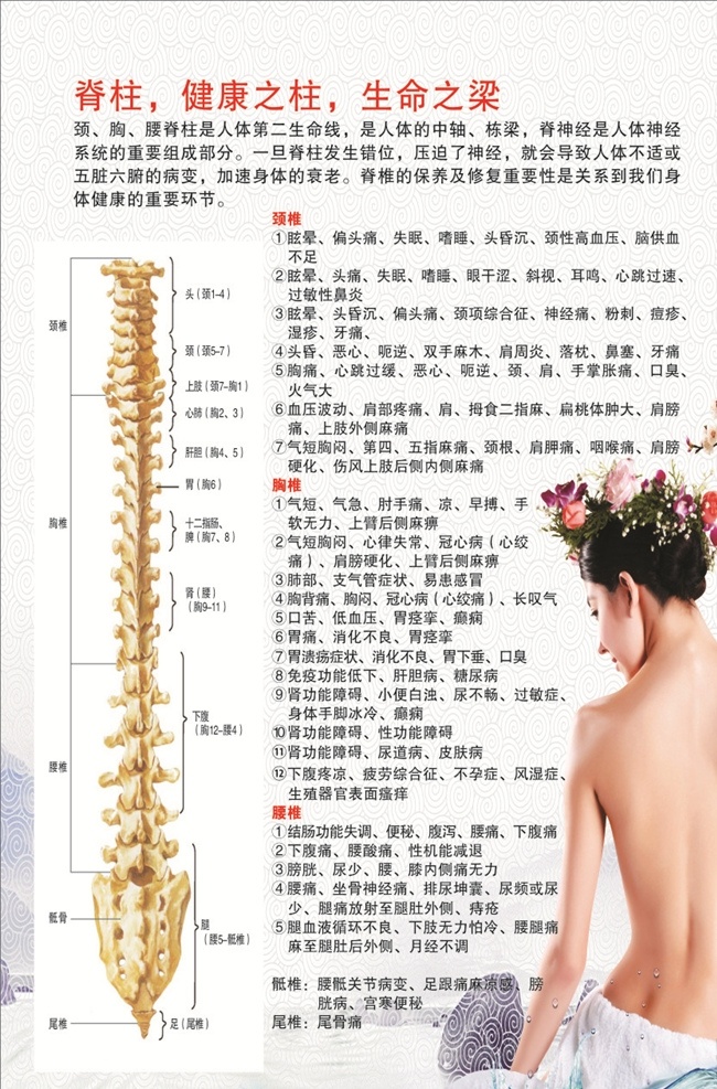 人体脊柱图 脊柱解剖图 脊柱 颈椎 胸椎 腰椎 骶椎 尾椎 解剖图 美女脊柱图