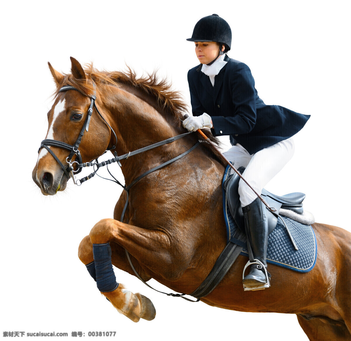 马术 运动员 马术运动员 女子运动员 骑马的美女 骏马 马匹 陆地动物 生物世界