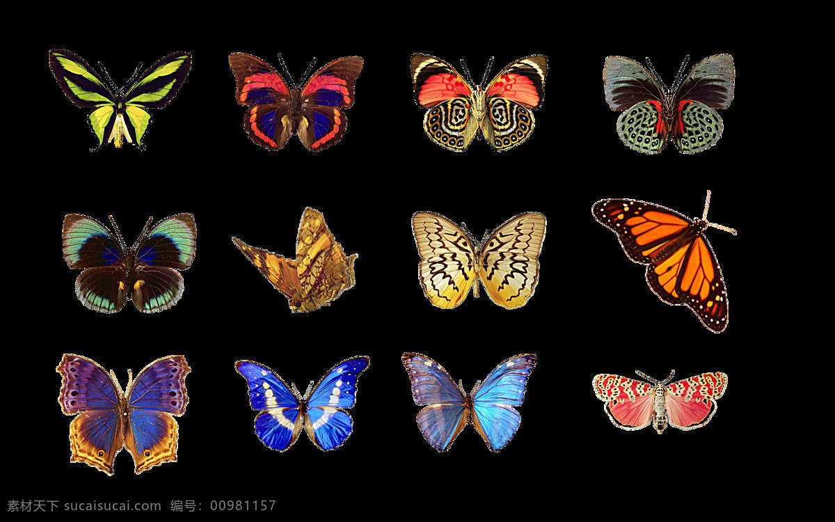 蝴蝶 彩色 昆虫 生物世界 鹥ng 去底图