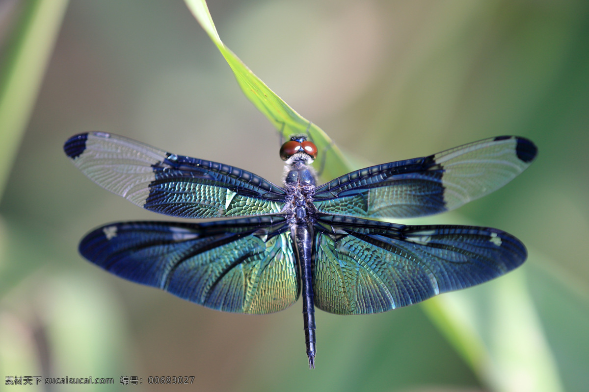 美丽 蜻蜓 高清 动物 微距 近景 特写 昆虫