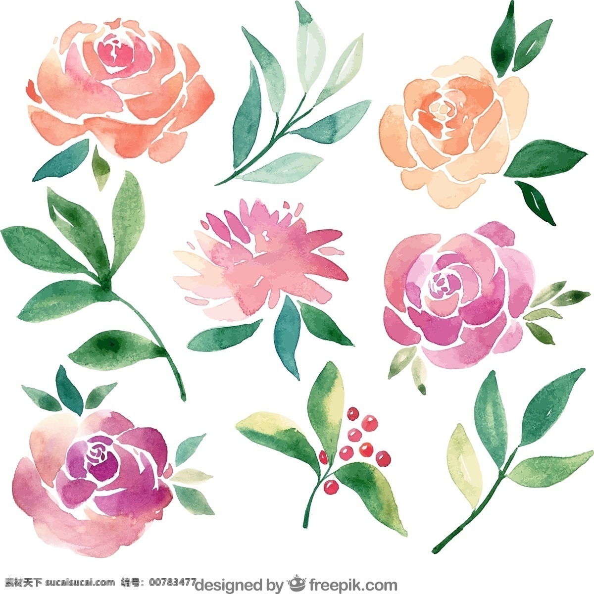 水彩 绘 花卉 叶子 玫瑰花 矢量图 矢量 高清图片