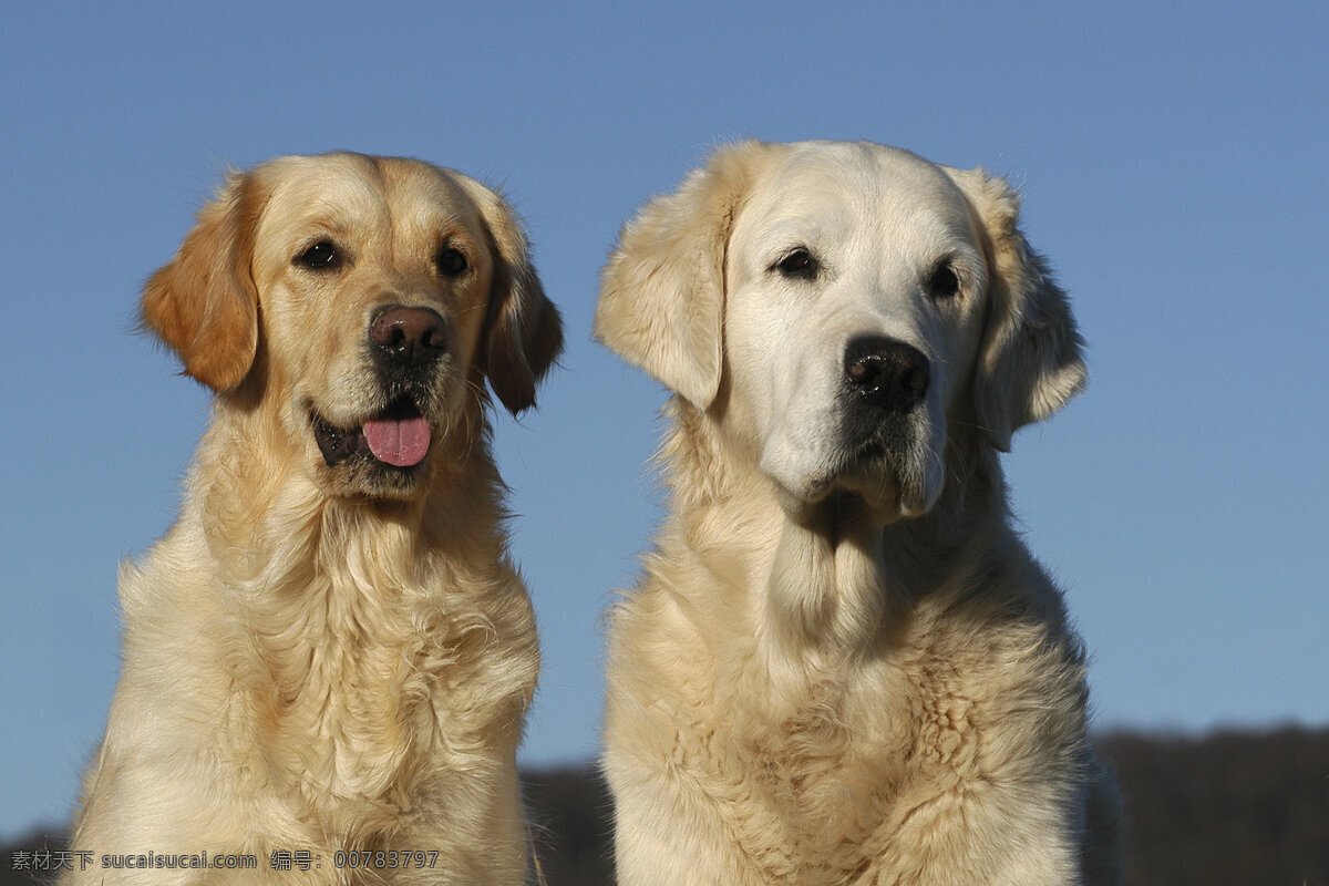 两只狗狗 宠物 可爱小狗 名贵 犬种 动物世界 宠物摄影 陆地动物 生物世界 狗 黑色