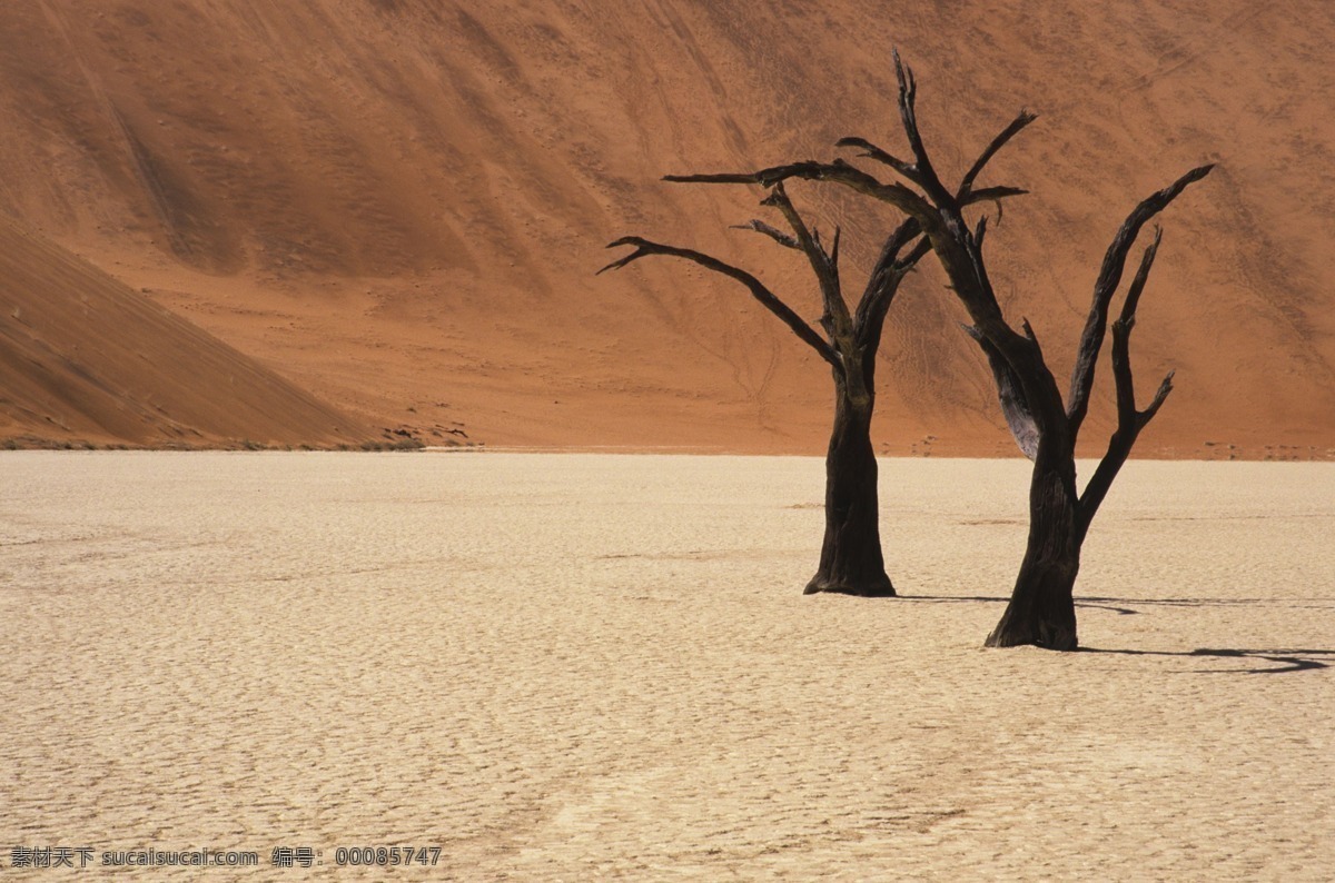 沙漠 枯树 生命 死亡 沙海 风景 生活 旅游餐饮