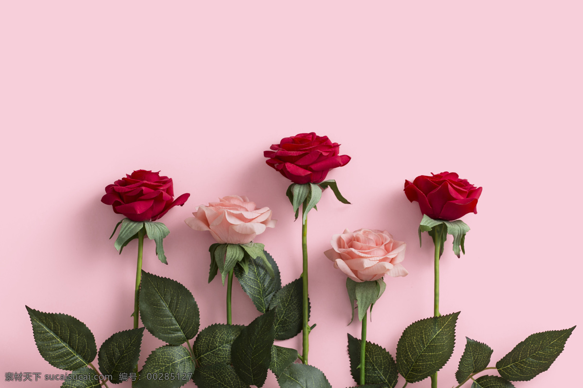 爱情玫瑰 红色玫瑰 鲜艳玫瑰 盛开的玫瑰花 粉色玫瑰 玫瑰创意背景 好看的玫瑰