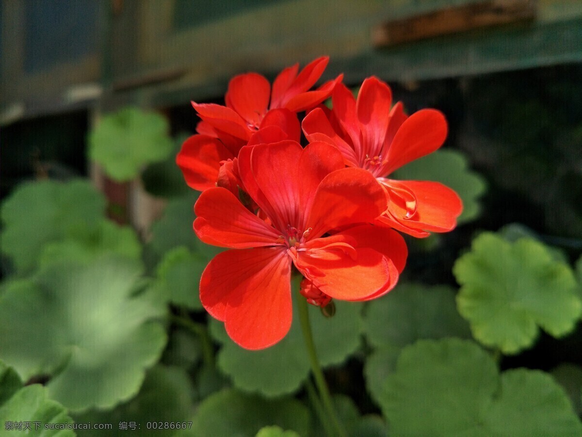 天竺葵 红色 花朵 花草 鲜花 花瓣 盛开 植物 绿叶 生物世界