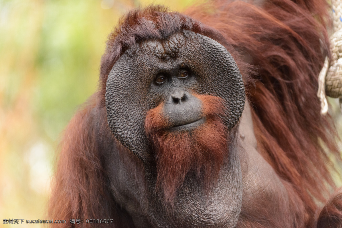 红色的猩猩 动物世界 动物摄影 陆地动物 生物世界 黑色