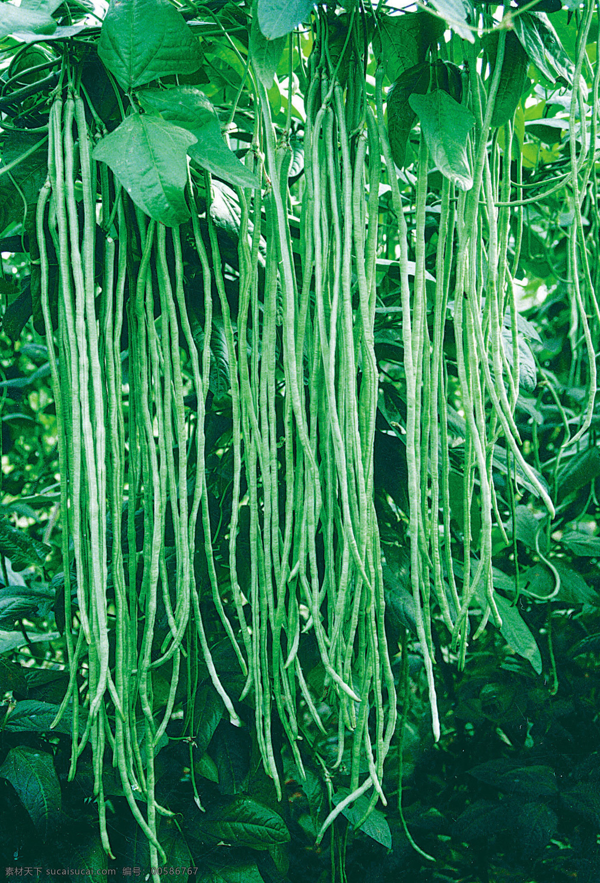 豇豆 豆角 豆科 饭豆 腰豆 长豆 裙带豆 浆豆 绿色豆 蔬菜 生物世界