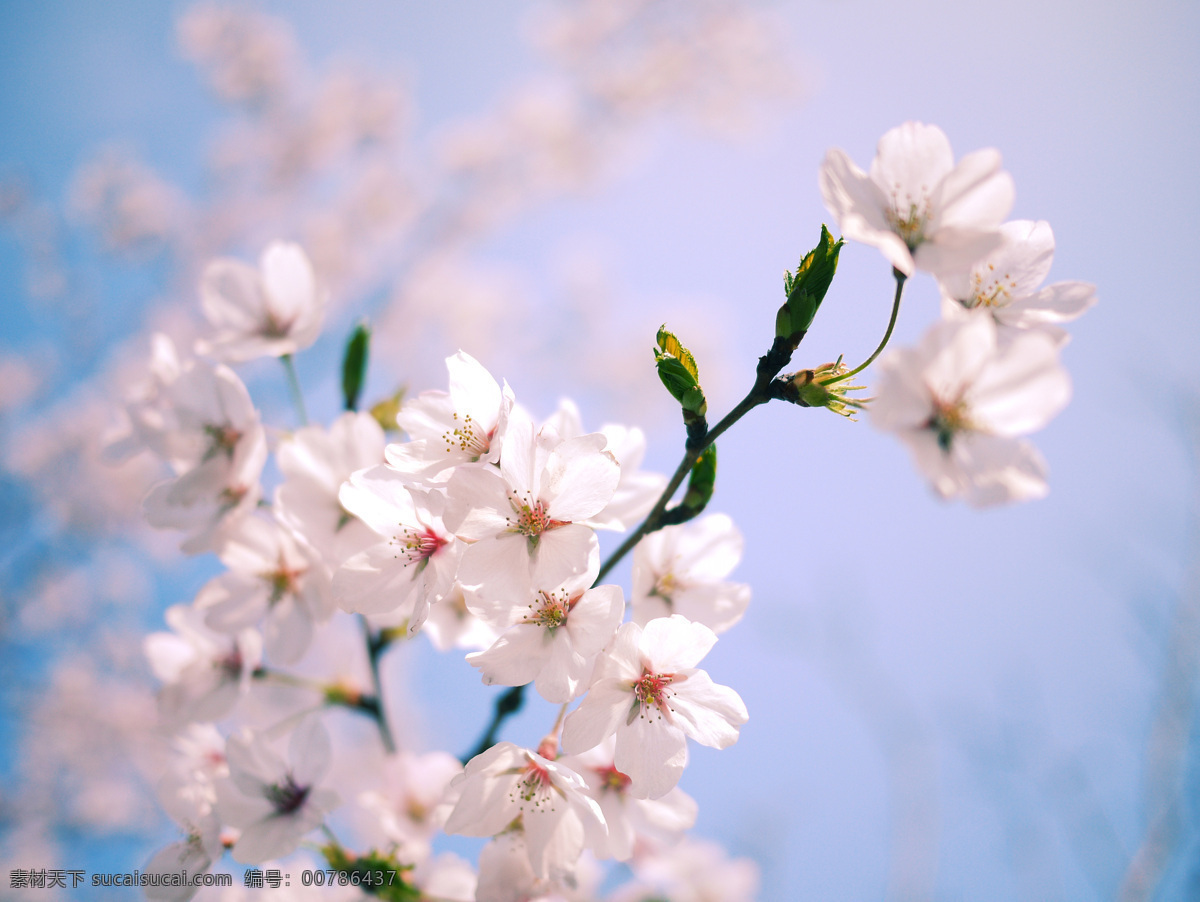 花 樱花 花枝 红樱花 一枝樱花 樱花挂枝头 生物世界 花草