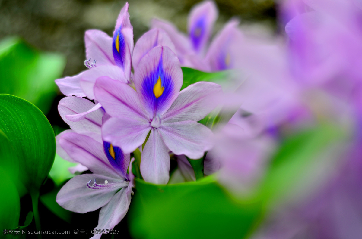 凤眼莲 水浮莲 布袋莲 凤眼蓝 浮瓢 生物世界 花草